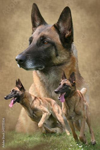 Malinois