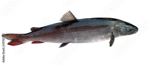 Сибирский речной лосось - таймень ( Hucho taimen )
