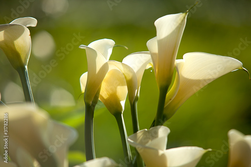 Calla Lily with black background