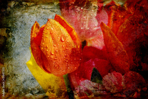 tulpen mit wassertropfen - mixed media