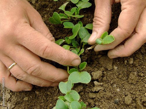 thinning of radishes shoots