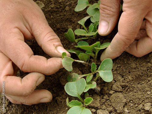 hands thinning of radishes shoots