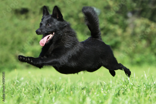 chien volant - dog flying - black dog jumping