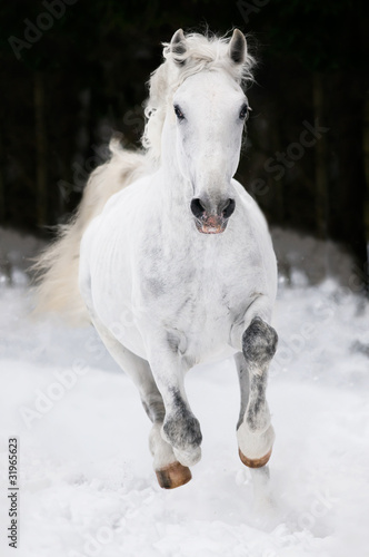 white Lipizzan horse runs gallop in winter