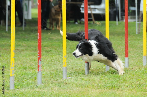 discipline agility dog ​​competition