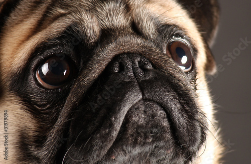 Close-up portrait of one year old mops