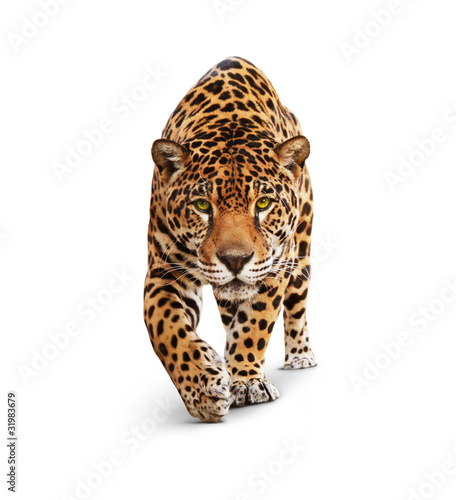 Jaguar - animal front view, isolated on white, shadow