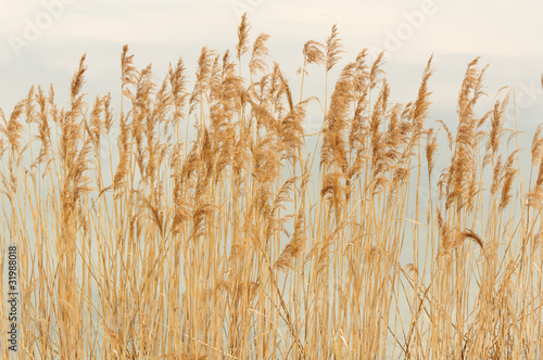 Dry Bulrush