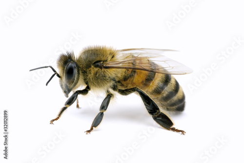 Bee, Apis mellifera, European or Western honey bee, isolated on