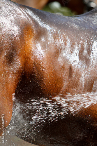 Pferd - Mit Wasser kühlen