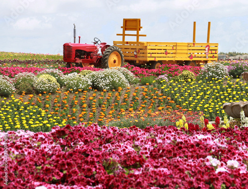 flower fields