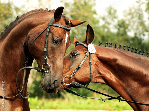 couple of trakehner stallion