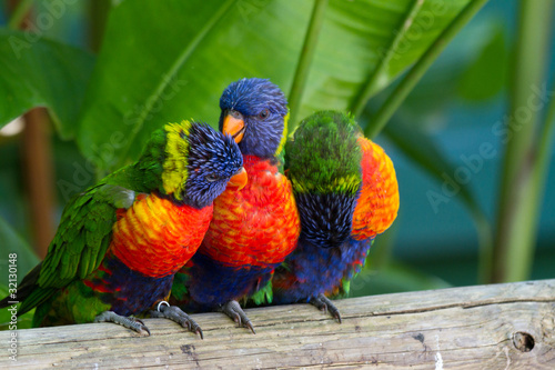 Perroquets multicolores, loris de swanson, Guadeloupe