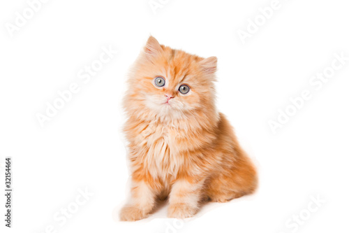 red persian kitten on isolated white background