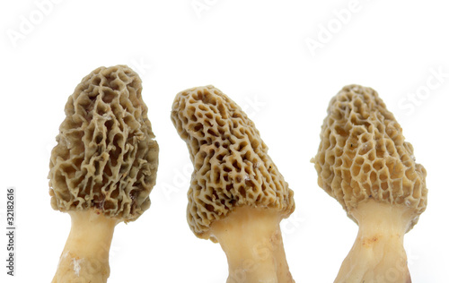 Three yellow morel mushrooms