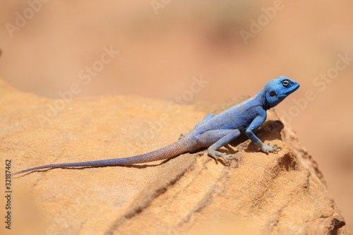 A Sinai Agama Warming itself in the Sun, Petra