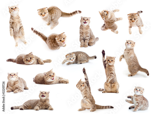 striped British cat and kitten isolated set