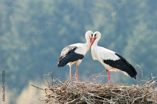 stork