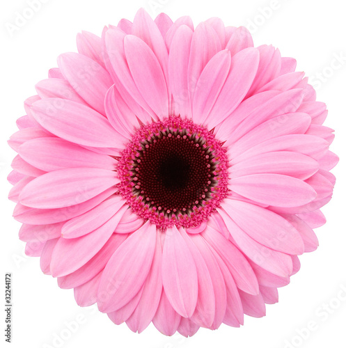 Gerbera isolated with clipping path