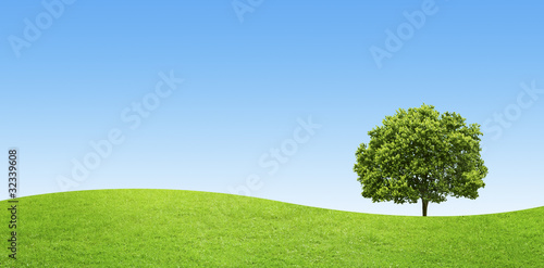 panorama of green field with a big tree on blue sky background