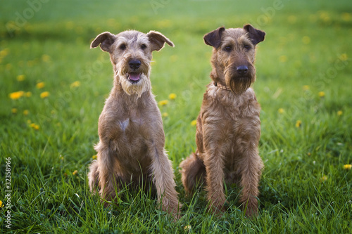 Zwei Irish Terrier Mädchen