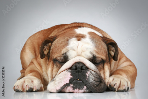 English bulldog lying on a grey background