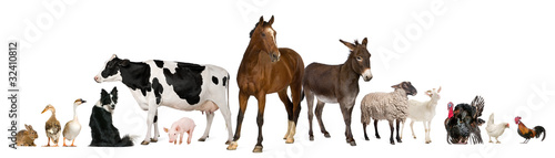 Variety of farm animals in front of white background