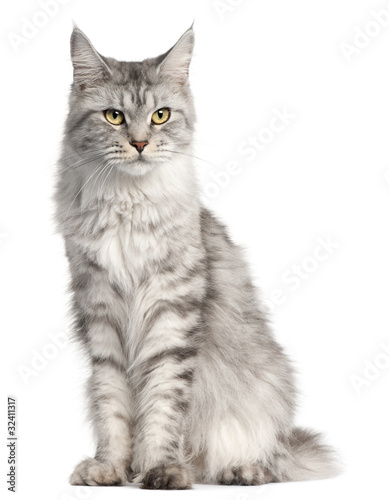 Maine Coon, 2 years old, sitting in front of white background