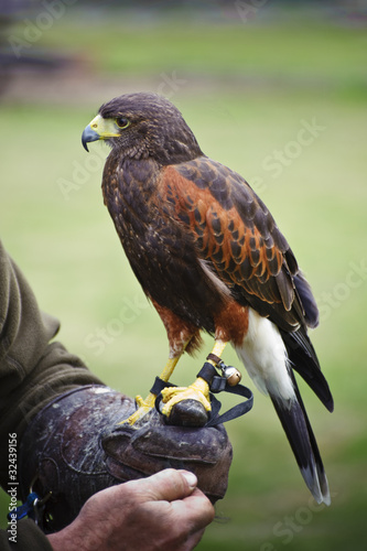 Harris hawk bird of prey during falconry display