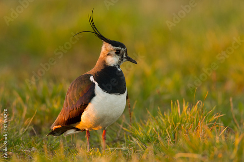 Lapwing in the field