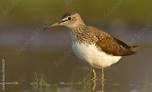 Green sandpiper in the water