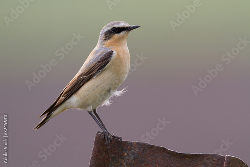 Wheatear on a piece of iron