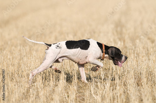 pointer hunting