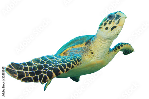 Hawksbill Sea turtle isolated on white background