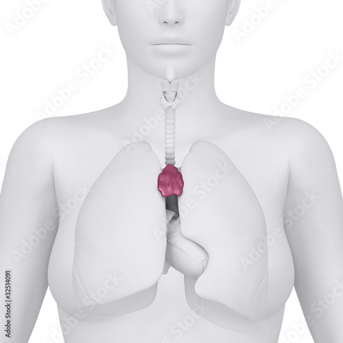 Female thymus and thorax abdominal organs - arterior view