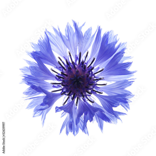 cornflower