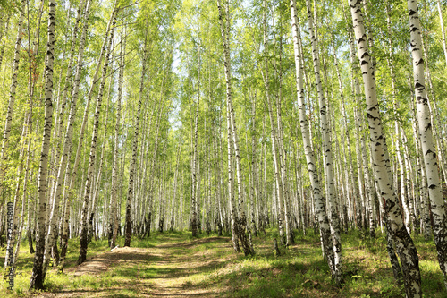 summer green birch forest