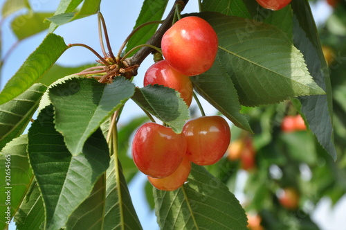 cerises bigarreau de variété 'Napoleon'