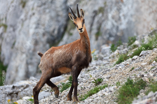 chamois (Rupicapra Carpatica)