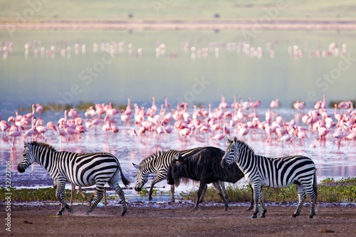 Zebras and a wildebeest in the Ngorongoro Crater, Tanzania