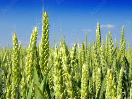 green wheat field