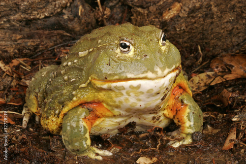 African Bullfrog