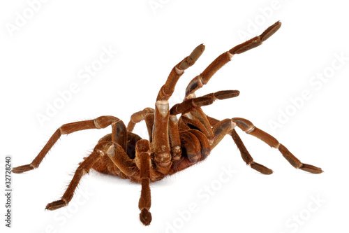 Goliath Birdeater Tarantula (Theraphosa blondi)