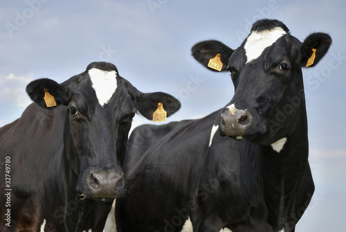 Two black and white Holstein cows facing the camera