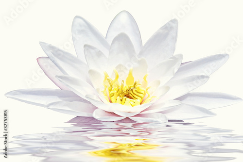 Beautiful white lotus flower floating in water