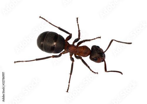 forest ant top view