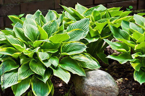 funkia, hosta