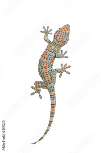 Tokay gecko - Gekko gecko isolated on white background