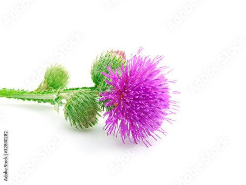 Inflorescence of Greater Burdock