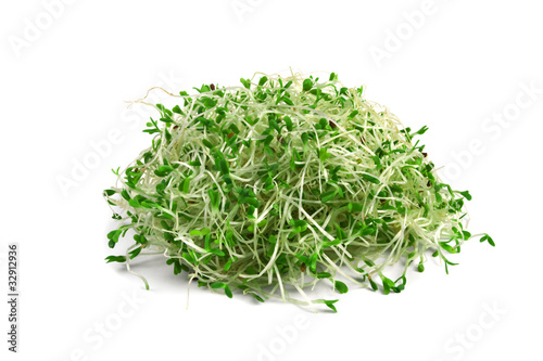 alfalfa sprouts